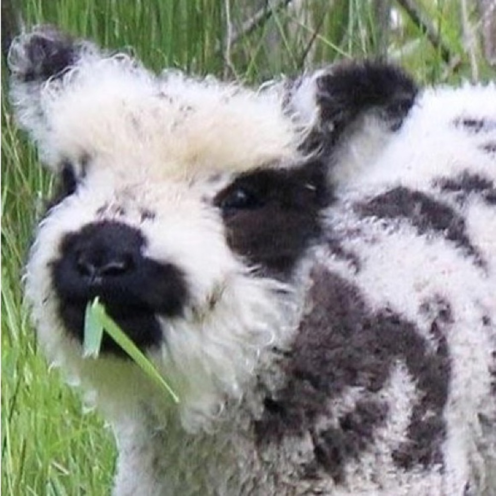 Meet your Posher, Talula